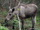 Elk, Moose