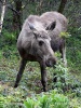 Elk, Moose