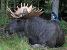 Elk, Moose