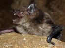 Eptesicus serotinus