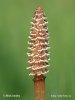 Equisetum arvense