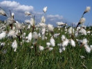 Eriophorum angustifolium