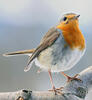 Erithacus rubecula