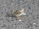 erthelot's Pipit