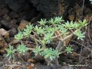 Euphorbia obtusifolia