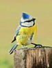 Eurasian blue tit