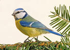 Eurasian blue tit