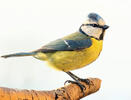 Eurasian blue tit