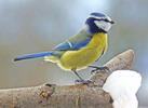 Eurasian blue tit