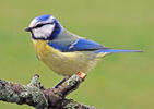 Eurasian blue tit