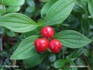 Eurasian Dwarf Cornel, Bunchberry