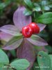 Eurasian Dwarf Cornel, Bunchberry