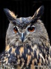 Eurasian Eagle Owl