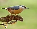 Eurasian nuthatch, Wood nuthatch