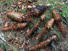 Eurasian red squirrel, Red squirrel (nibbled spruce cones)