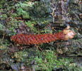 Eurasian red squirrel, Red squirrel (nibbled spruce cones)