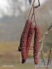 European alder,black alder, European black alder - catkins