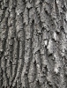 European ash, Common ash