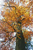 European beech, Common beech