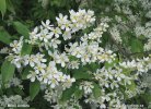 European Bird Cherry