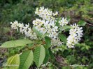 European Bird Cherry