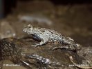 European Fire-bellied Toad