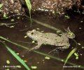 European Fire-bellied Toad