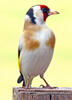 European goldfinch, Goldfinch