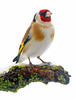 European goldfinch, Goldfinch