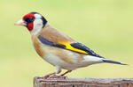 European goldfinch, Goldfinch