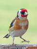 European goldfinch, Goldfinch