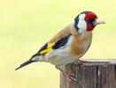 European goldfinch, Goldfinch