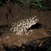 European Green Toad