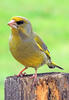 European greenfinch, Greenfinch