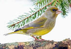 European greenfinch, Greenfinch