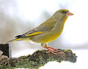 European greenfinch, Greenfinch