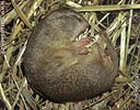 European Ground Squirrel