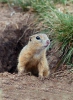 European Ground Squirrel