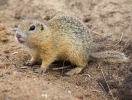 European Ground Squirrel