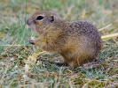 European Ground Squirrel