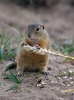 European Ground Squirrel