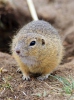 European Ground Squirrel