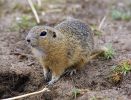 European Ground Squirrel