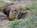 European Ground Squirrel