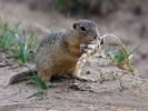 European Ground Squirrel