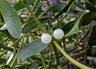 European mistletoe, common mistletoe