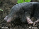 European Mole