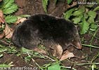 European Mole