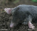 European Mole