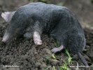 European Mole